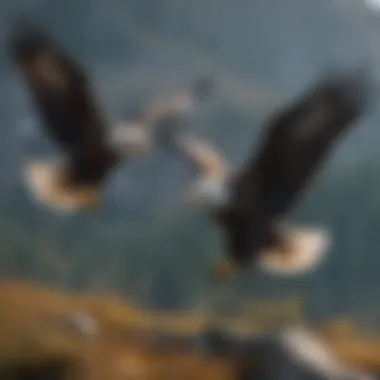 Graceful Bald Eagles Soaring in Alaska Graceful Bald Eagles Soaring in Alaska