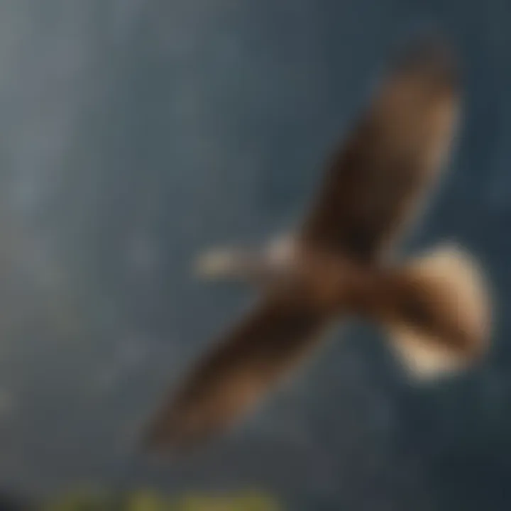 Graceful bird soaring in the sky
