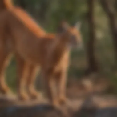 Graceful Caracal Cat Stalking in the Wild