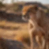 Graceful Cheetah in Savanna