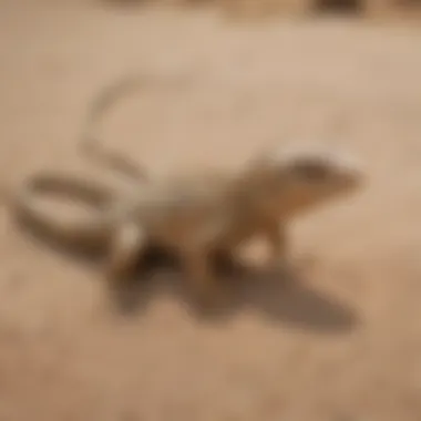 Graceful Desert Lizard Camouflaged in Sand