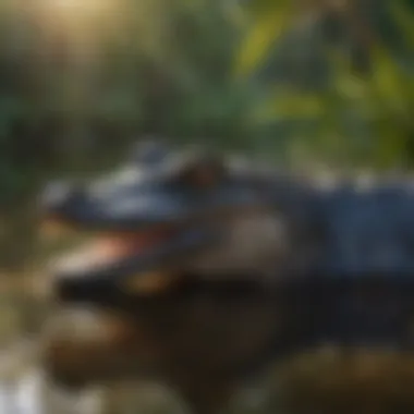 Everglades American Alligator Graceful Everglades American Alligator Basking in Sun