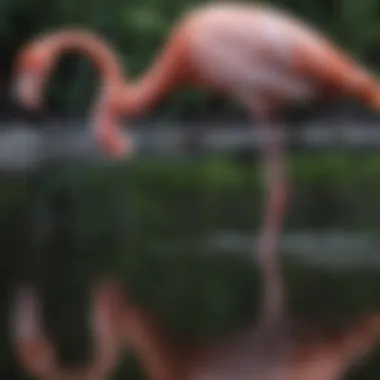 Graceful Flamingo Reflection