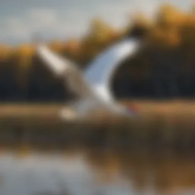 Flight of the Whooping Crane