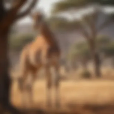 Graceful giraffe roaming the African plains