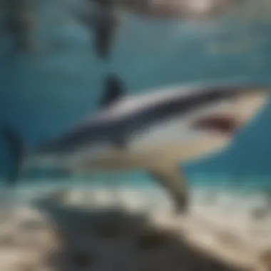 Graceful Motion Underwater