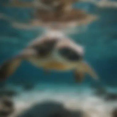 Graceful sea turtle swimming in crystal-clear waters