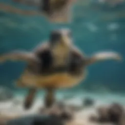 Graceful sea turtle swimming in crystal-clear waters
