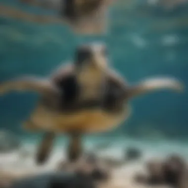 Ocean Harmony: Turtle's Journey Graceful sea turtle swimming amidst glittering shoal of fish