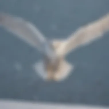 Snowy owl gracefully soaring through a winter sky