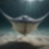 Graceful Stingray Gliding Through Ocean Waters