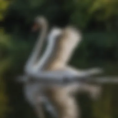 Graceful Swan Gliding Through Lake Reflections