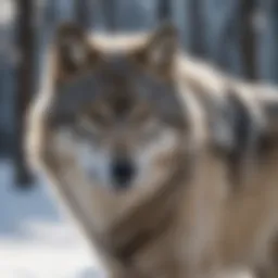 Gray wolf showcasing its thick fur coat in a snowy landscape