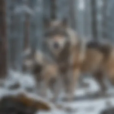 Gray wolf pack hunting in snowy wilderness