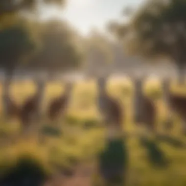 Group of kangaroos grazing in a picturesque meadow under a clear blue sky