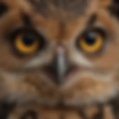 Close-up of the piercing eyes of the Great Horned Owlet