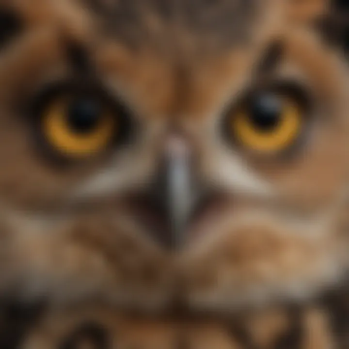 Close-up of the piercing eyes of the Great Horned Owlet