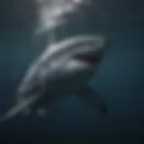 Majestic Great White Shark gliding through deep blue ocean waters