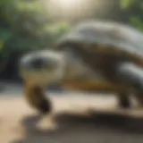Majestic Green Sea Turtle in its Natural Habitat