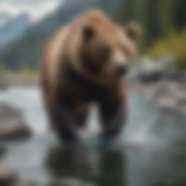 Alaskan grizzly bear fishing in a crystal clear river