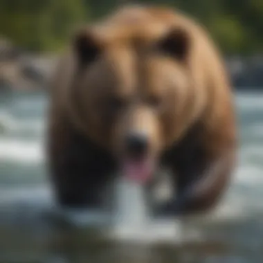 Grizzly bear catching salmon in a cascading Alaskan river