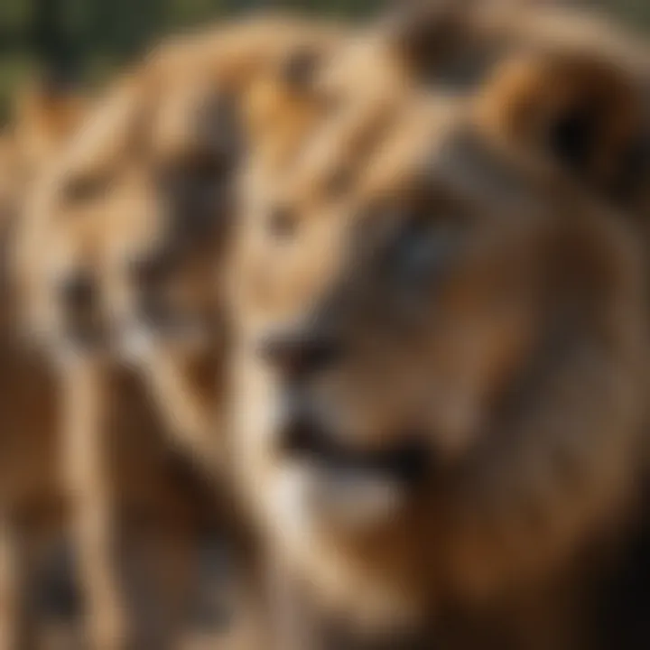 Group of lions exhibiting intricate social behaviors