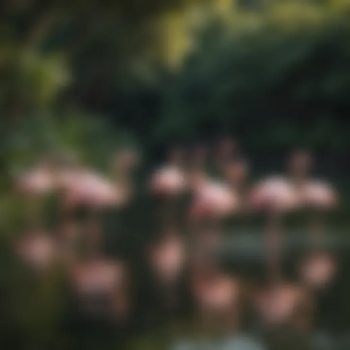 Group of pink flamingos wading in a serene lake surrounded by lush greenery