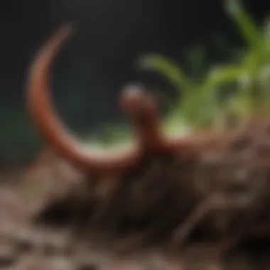 Earthworm interacting with microorganisms