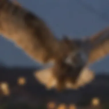 Great Horned Owl flying at dusk