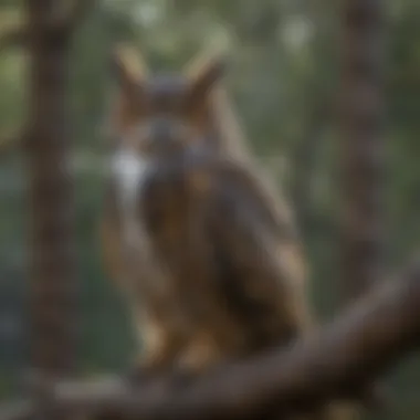 Great Horned Owl perched on a tree branch