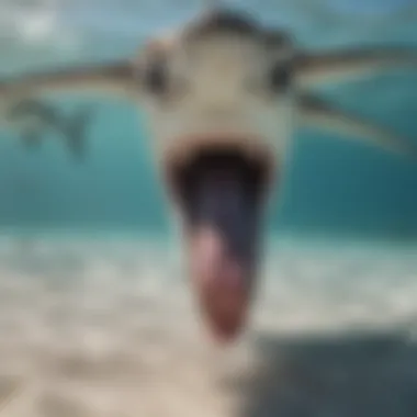 Unique Feeding Habits of Hammerhead Sharks Hammerhead Shark Feeding Behavior