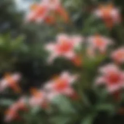 Exotic Hawaiian flora in bloom