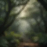 Lush tropical rainforest canopy on the Big Island