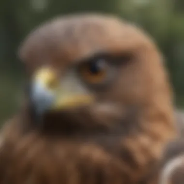 Hawk Eye Close-Up