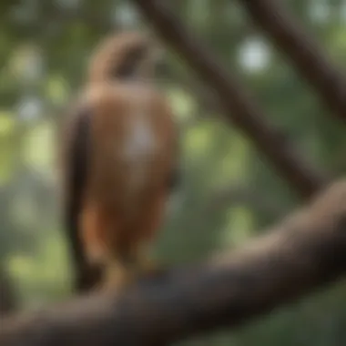 Hawk perched on a tree branch scanning its surroundings