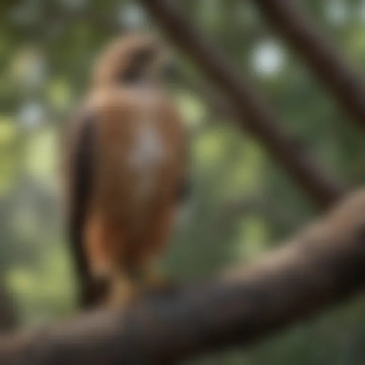 Hawk perched on a tree branch scanning its surroundings