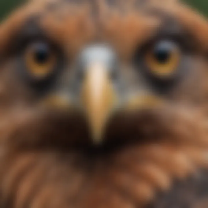 Close-up of Hawk's Piercing Eyes