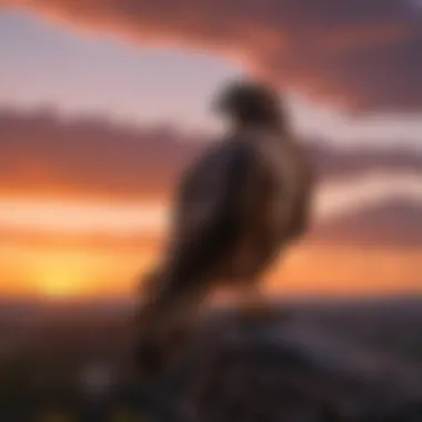 Dusk Descends on the Hawk Silhouette of a hawk against a fiery sunset sky