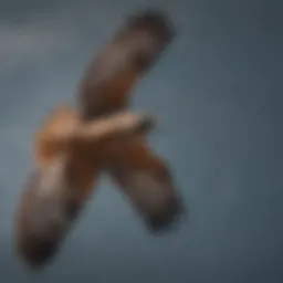 Majestic Hawk Soaring in the Sky