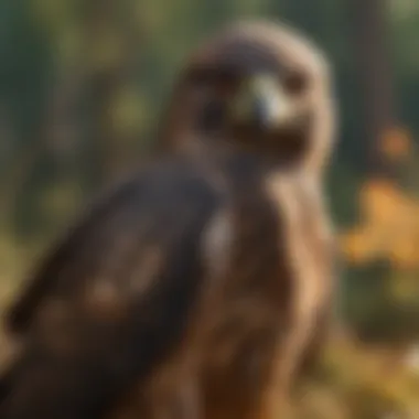Hawk in Stealth Mode Waiting for Prey