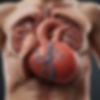 Heart's Location in Relation to Digestive System