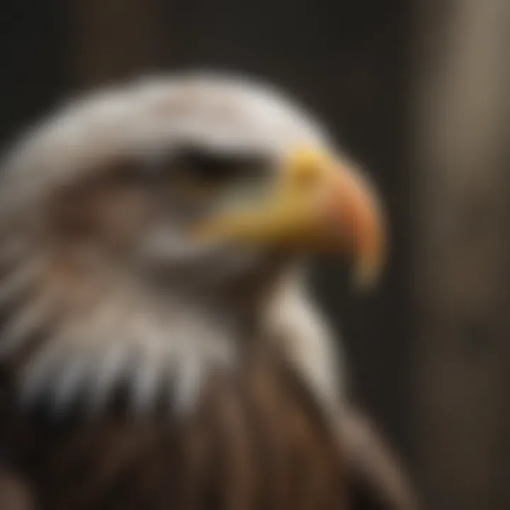Historical Depiction of the Bald Eagle