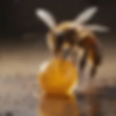 Honey Bee Foraging Pattern