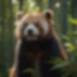 A lush bamboo forest habitat essential for red pandas