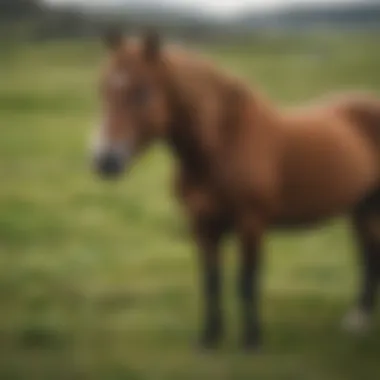 Icelandic Horses Roaming Free in Lush Meadows