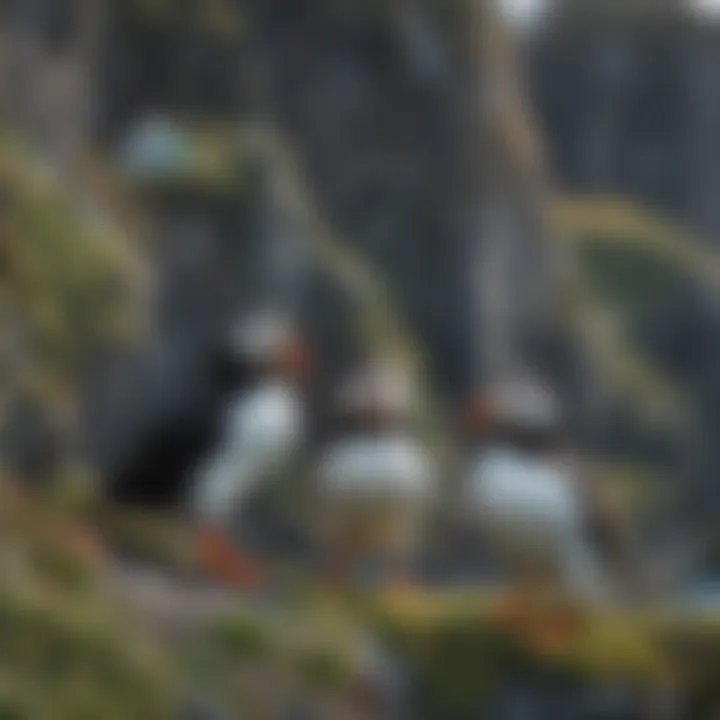 Colorful puffins nesting on cliffs in Iceland