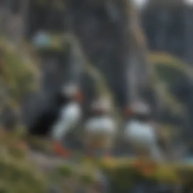 Adorable Puffins of Iceland Colorful puffins nesting on cliffs in Iceland