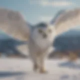 Magnificent snowy owl wingspan in flight