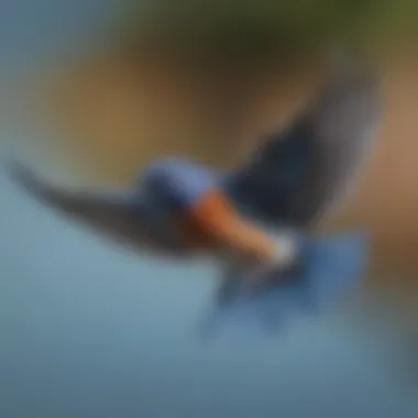 A bluebird in flight against a clear blue sky