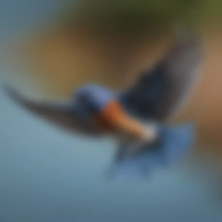 A bluebird in flight against a clear blue sky